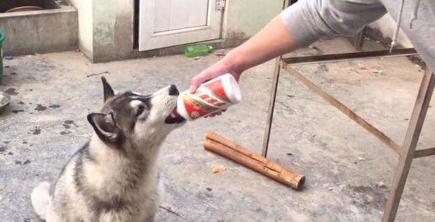 主人灌了狗狗几口茅台酒,最终狗狗的表情亮了!