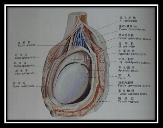 其内有少量的液体,保证睾丸有一定的活动范围,由于某种原因,引起该
