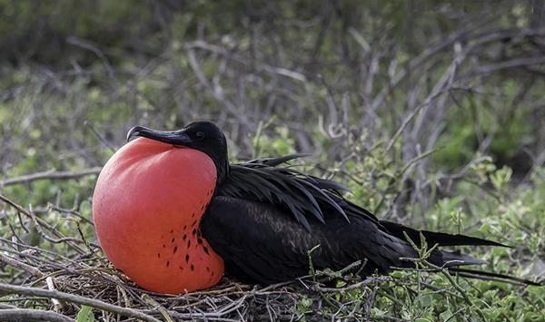 你见过脖子上长着猴子屁股的鸟吗它就是大军舰鸟