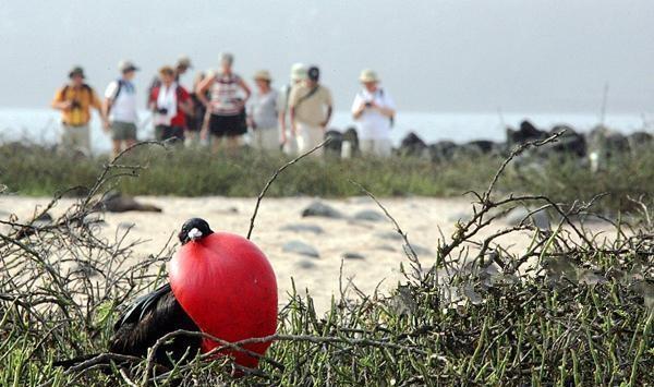 它就是——大军舰鸟|军舰鸟|怪鸟|鸟_新浪新闻