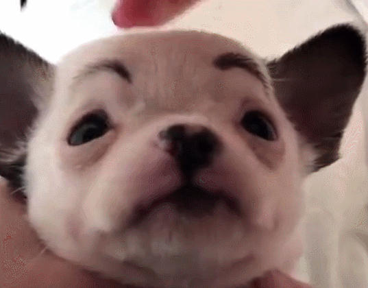 小狗请主人帮忙化妆,表情:我白,什么妆都耐看!