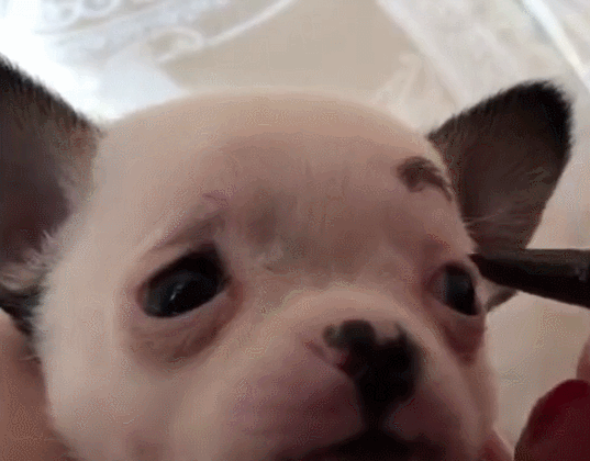 小狗请主人帮忙化妆,表情:我白,什么妆都耐看!