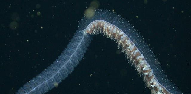 第一犹如鬼魂, 第八远古时代幸存下来|远古时代|深海|水母_新浪形闻