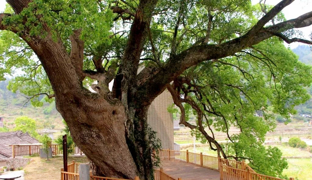 历经朝代更迭,世事变迁,它们依然紧紧的抱在一起,形成了现在的樟抱榕