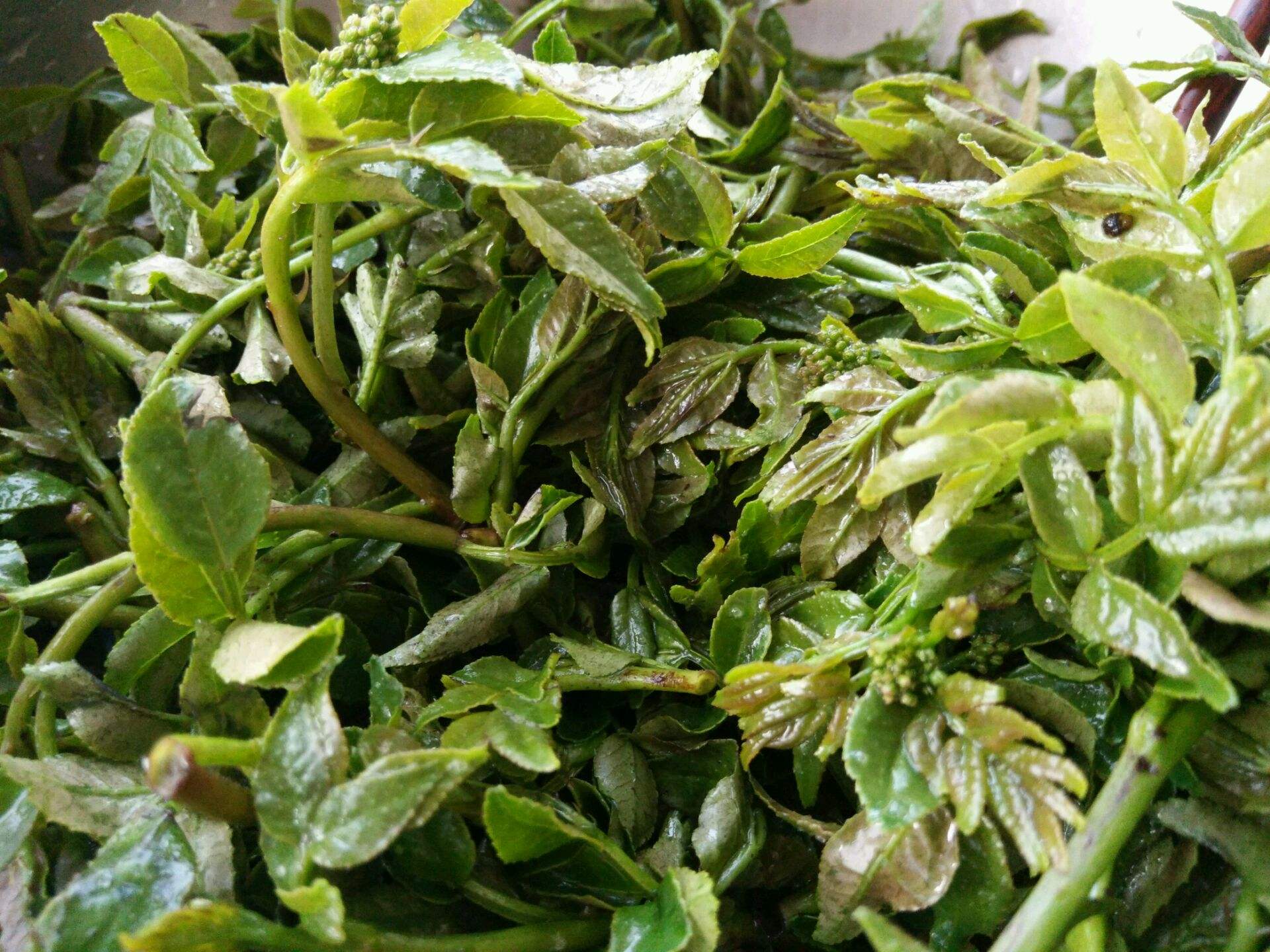 农村马粪堆上的树芽曾是贵族专享贡品如今35元一斤成上等野菜