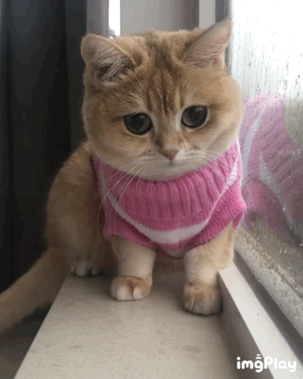 猫咪molly的眼睛真的敲大诶大到好像带了直径14