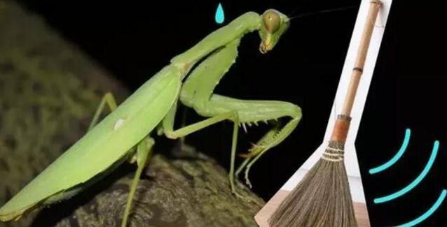 omg!中国的螳螂都这么争气了么?东渡日本称王,厉害了呀!