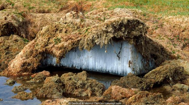 几个世纪以来永,久冻土中的细菌和病毒随着地球气候变暖而复苏!