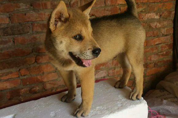 全纪录：一只土狗的成长历程！品相不输柴犬|土狗|柴犬|品相_新浪新闻