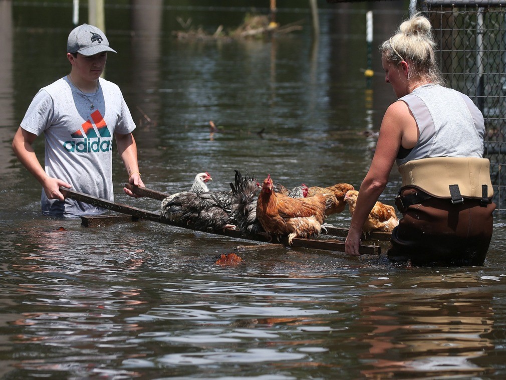 15张在救援中人与动物感人的瞬间照