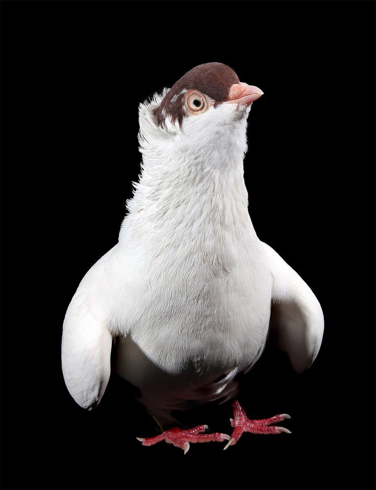 鸽子肖像摄影作品美国摄影师andrewgarn