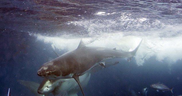 这头大白鲨战斗完了,可以看到身上已经伤痕累累了.
