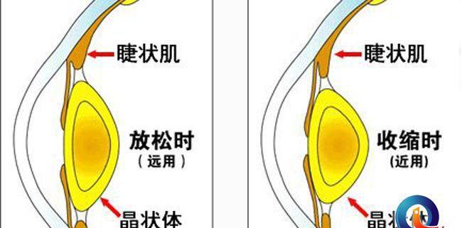 调节晶状体收缩状态,还可减轻长时间看近处事物而导致的睫状肌痉挛