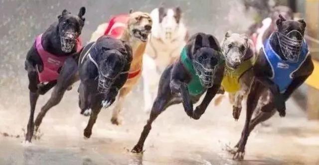 虽然监狱长并不怎么看好这个计划,但是也只能选择试一试.