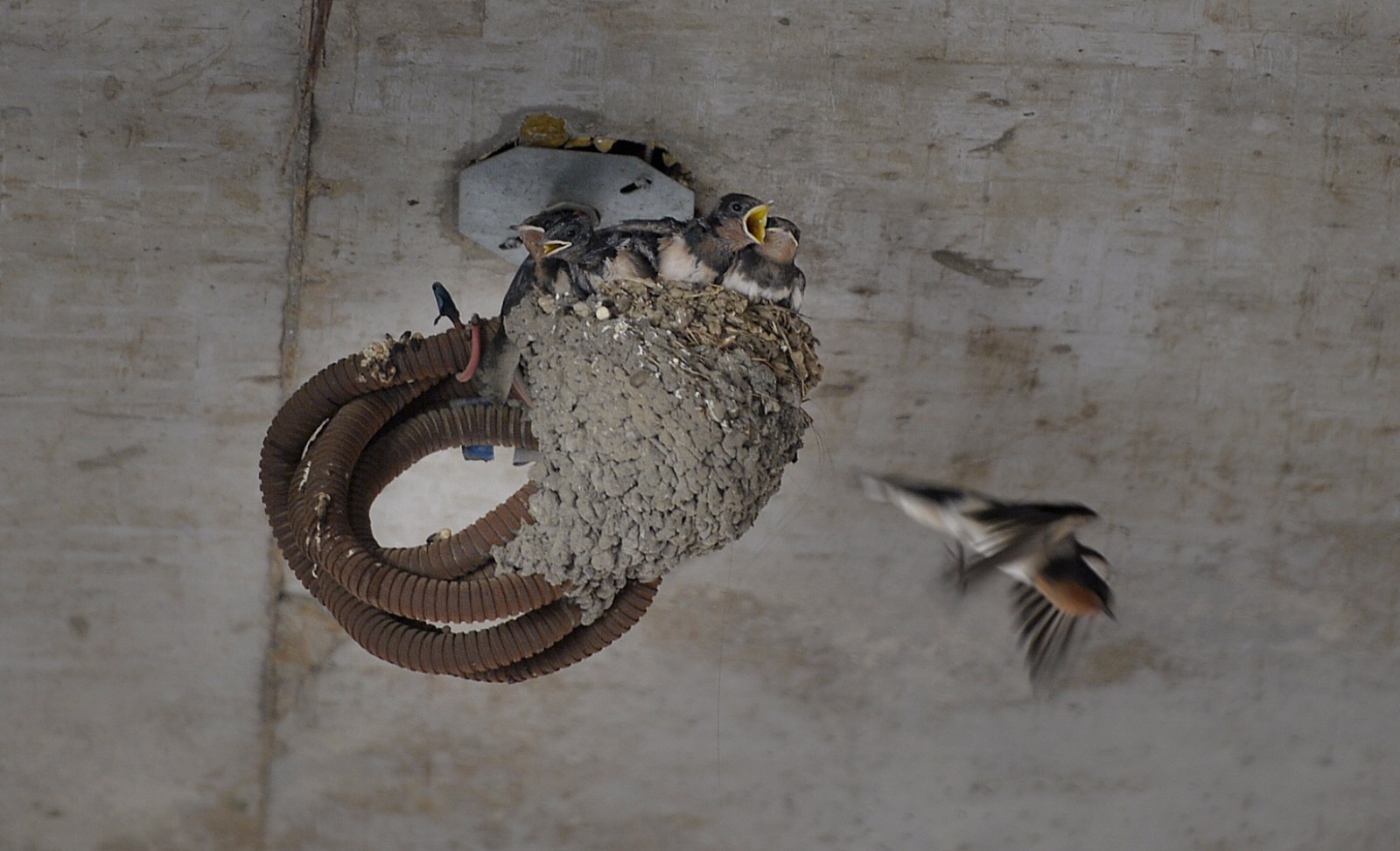 近百"建筑大师"电线上安家,爱巢好似摇篮让人称绝|燕子|建筑大师|安家
