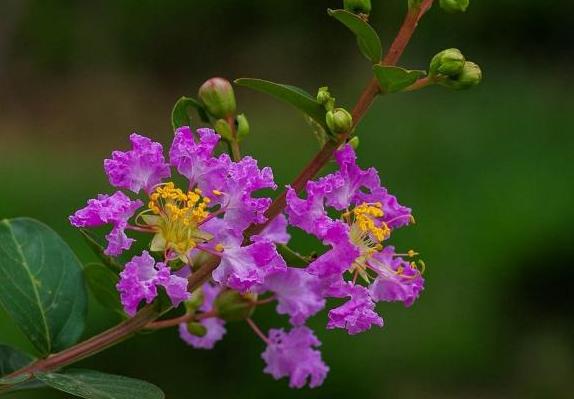 世界上"最高贵"的5种花,太美了,我就不相信没有人养过|太美|桂花|紫薇