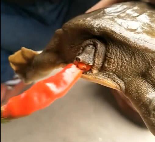 乌龟直接就用嘴去咬辣椒但是咬了一口后感觉它就后悔了