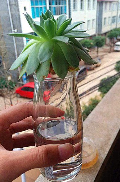 夏季,一瓶水,让多肉植物长出强大根系!|水培|根系|发根_新浪新闻
