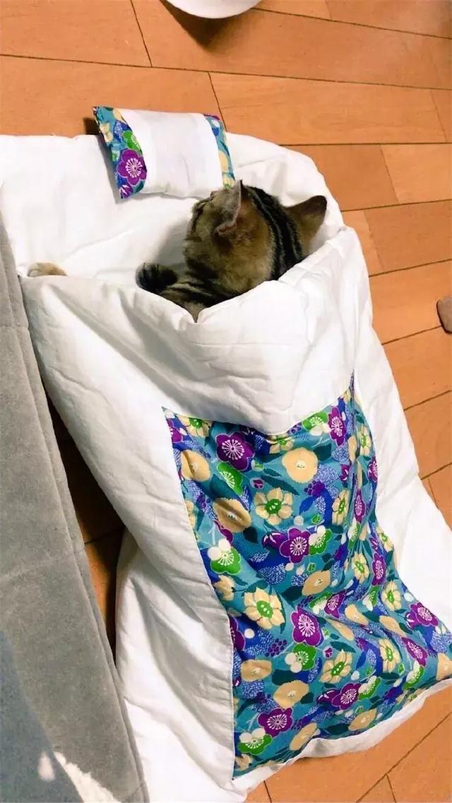 铲屎官给猫咪盖上爱心小被子,小猫懒洋洋睡着了,网友:好可爱!