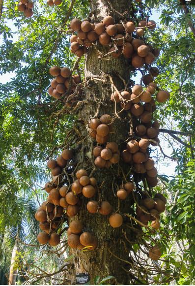 游客发现会"爆炸"的树,威力相当于手雷,千万小心