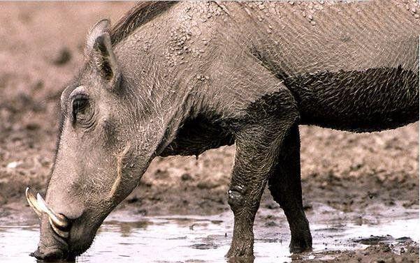 远古最凶猛的巨兽,利齿可咬碎猎物骨头,专家:牙齿为吃素而长