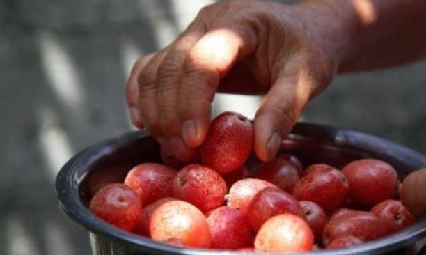 酿酒技术:羊奶果泡酒的正确方法