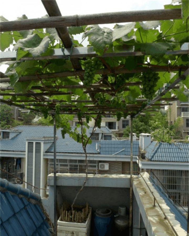 他用泡沫箱,种出200串葡萄,阳台变成小果园!