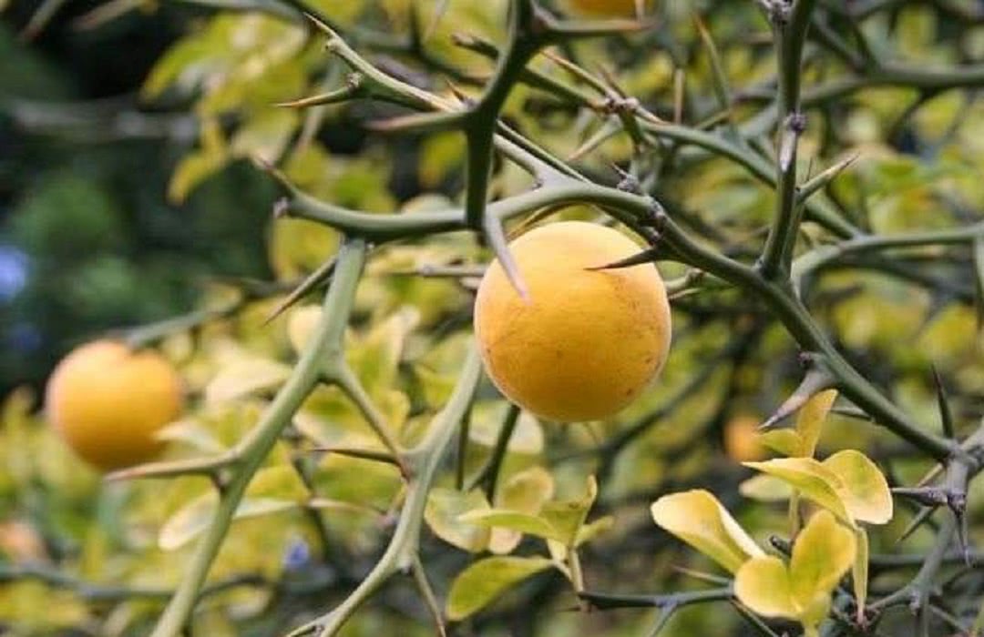 农村这种树,浑身是刺,农民见了就砍,却不知是名贵的"雀不站"