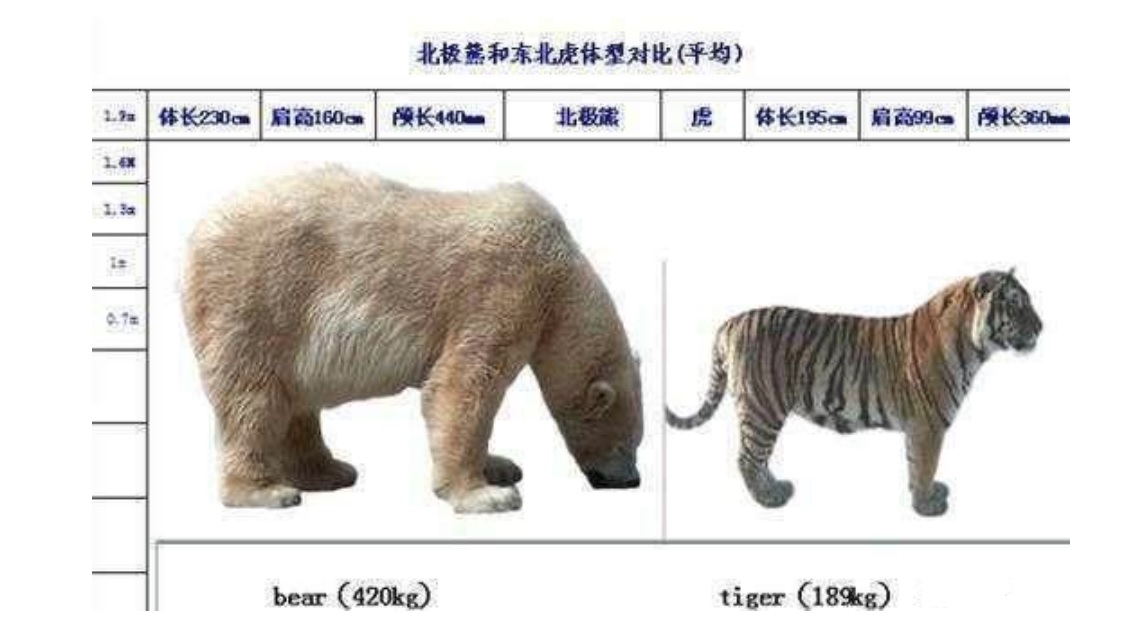 东北虎碾压北极熊看完体测数据还是乖乖回家吧