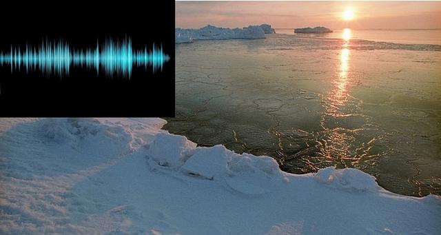 它让动物们都不敢靠近|北极|海底|声音_新浪网