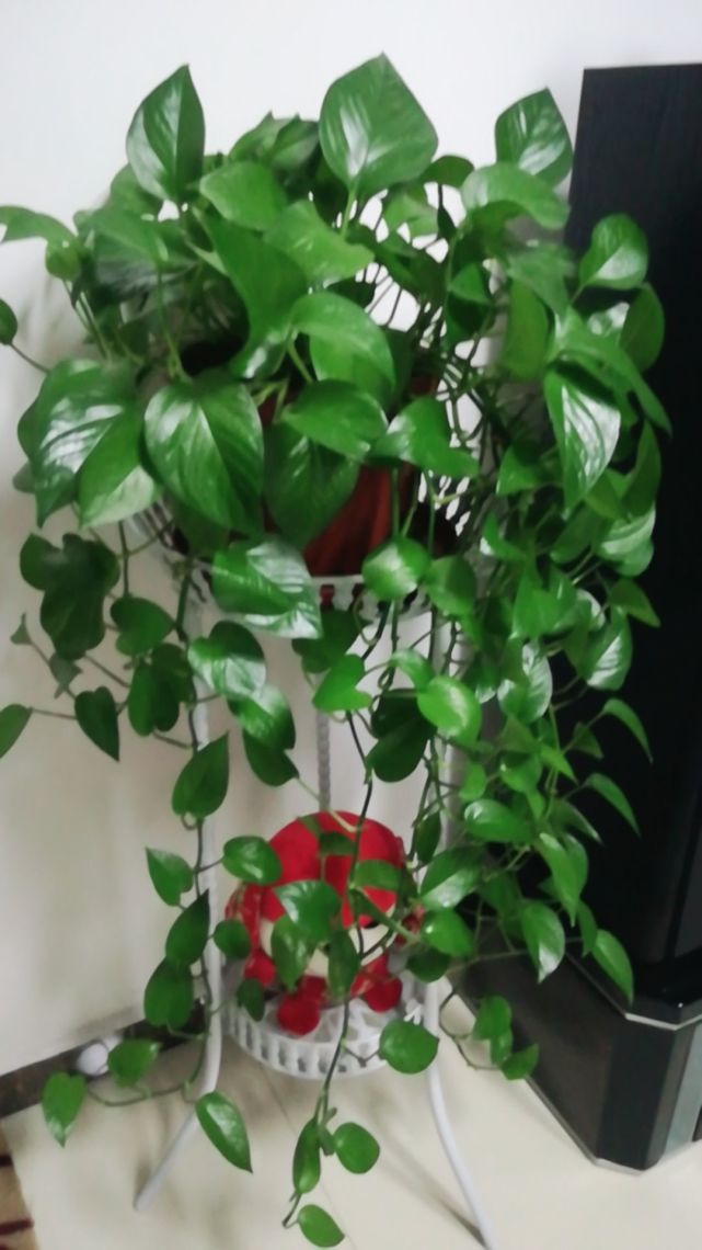 绿萝口味真独特,爱喝4种水,喝了长得快,抽芽多,叶子垂满地