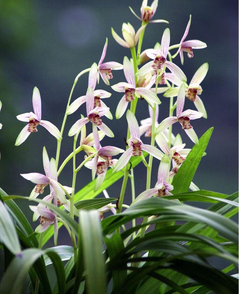 建兰彩凤衔来秀色香