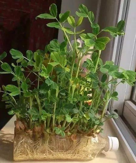 花生|绿萝|盆栽_新浪新闻