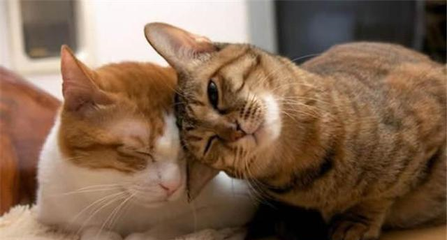 你见过猫咪笑吗图一图四笑的开心图五的笑容最美