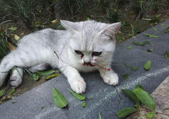 花坛中猫咪口吐鲜血男子一看心塞不已