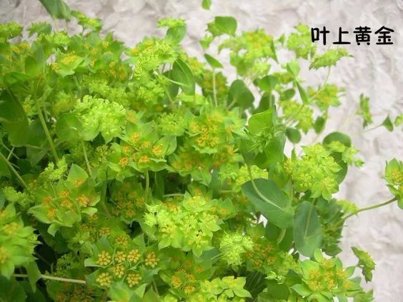 花艺配叶用法及常见100种配叶图示|花艺|插花|用法_新浪新闻