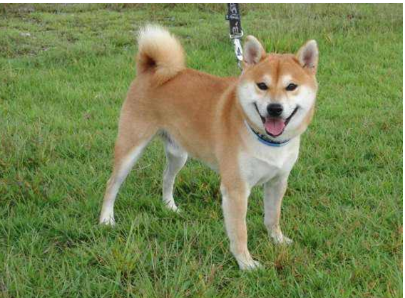 米克斯犬:汪.主人给我吃点看我这么可爱的份上.