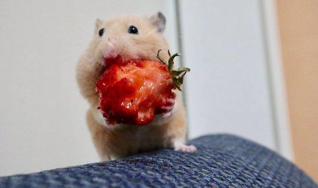 给了鼠宝草莓后,下一秒再看看它的嘴唇,网友笑喷形象稍微顾一下