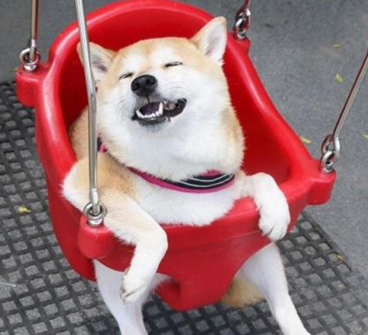 小柴犬这荡秋千确定是在玩?网友:牛!