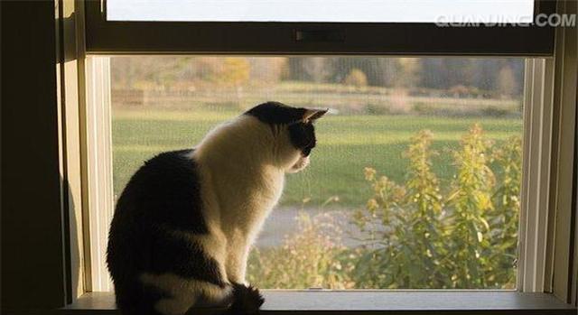 猫咪盯着窗外看的四个目的,第一个是发呆,第三个是看地盘