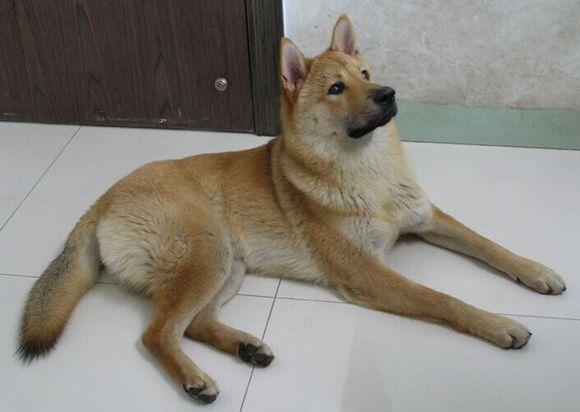 救回一只浑身皮肤病的小土狗,长大后的样子让人直呼帅气