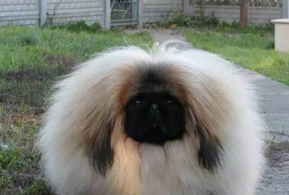 狮子狗缺点这么多,难怪养它的人越来越少,涨知识了!