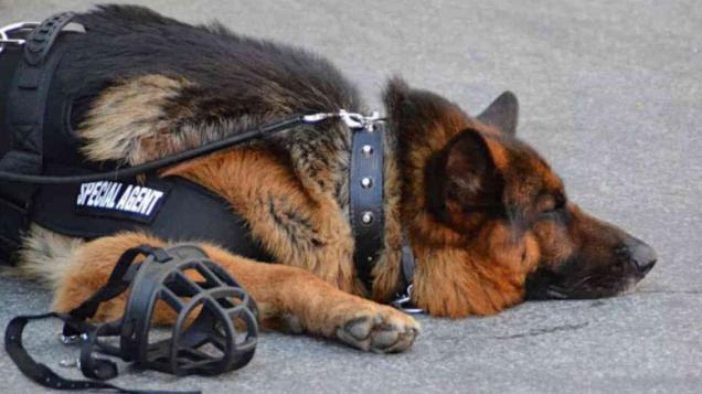 警犬年老成退役战士,却被安乐死,英国是全球唯一这样做的国家?