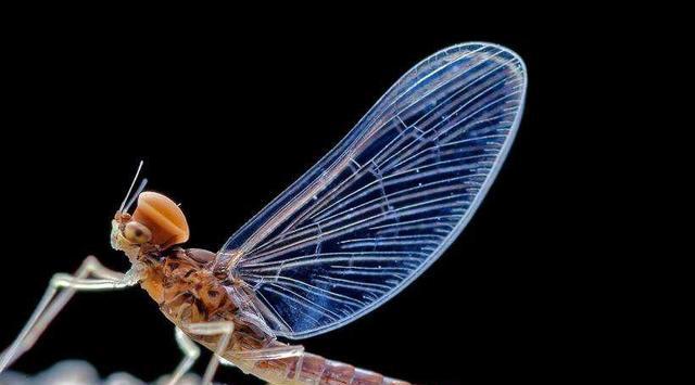 四五书院|从头开始读名著之诗经(曹风·蜉蝣)
