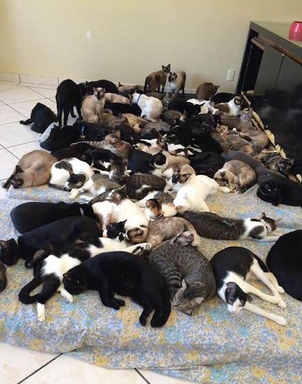 天冷,猫咪聚众取暖"尸横遍野",网友:我也想挤进去!