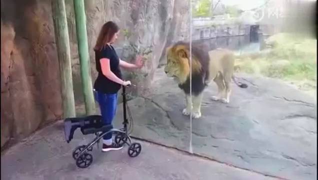 我能笑一年!我已忘记狮子的正确叫法… 搞笑视