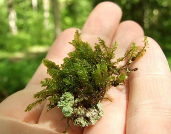 苔藓|地衣|植物_新浪网