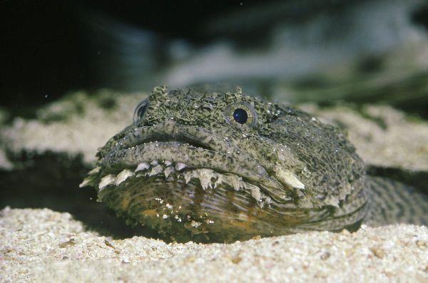 地球上5大有毒的鱼类,第一毒性最强,却是日本人最爱吃的美食