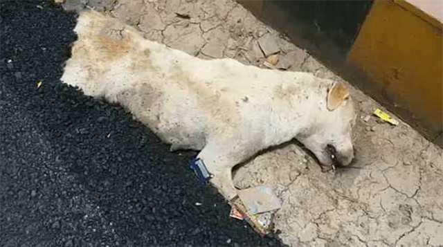 残忍!印度一小狗被铺路的沥青淹没,活活被烫死
