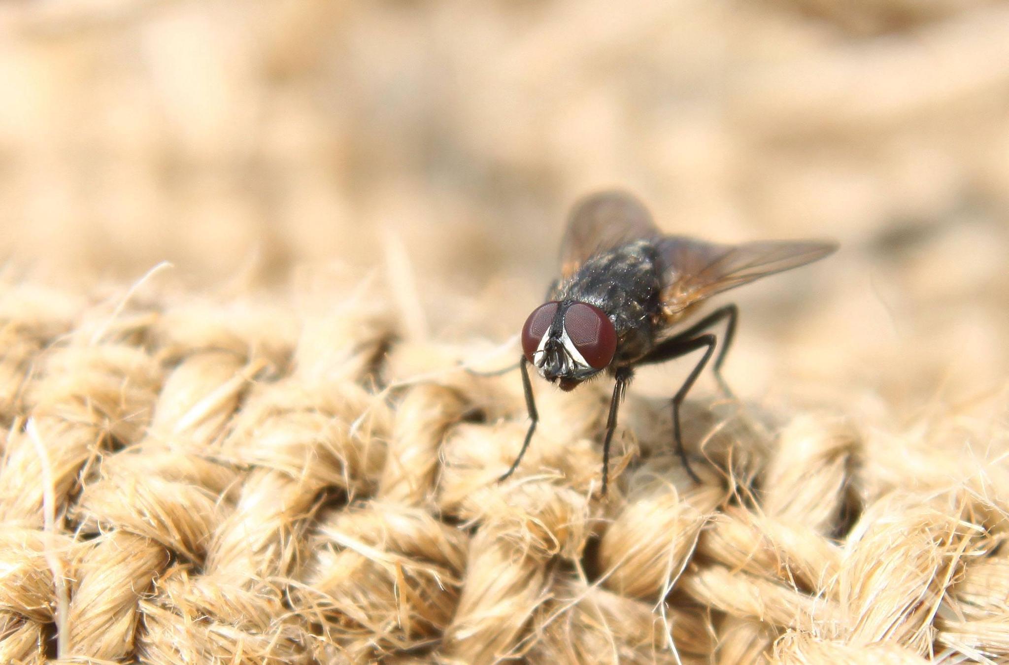 尾灯里一只苍蝇值70万?奔驰车主乐开了花